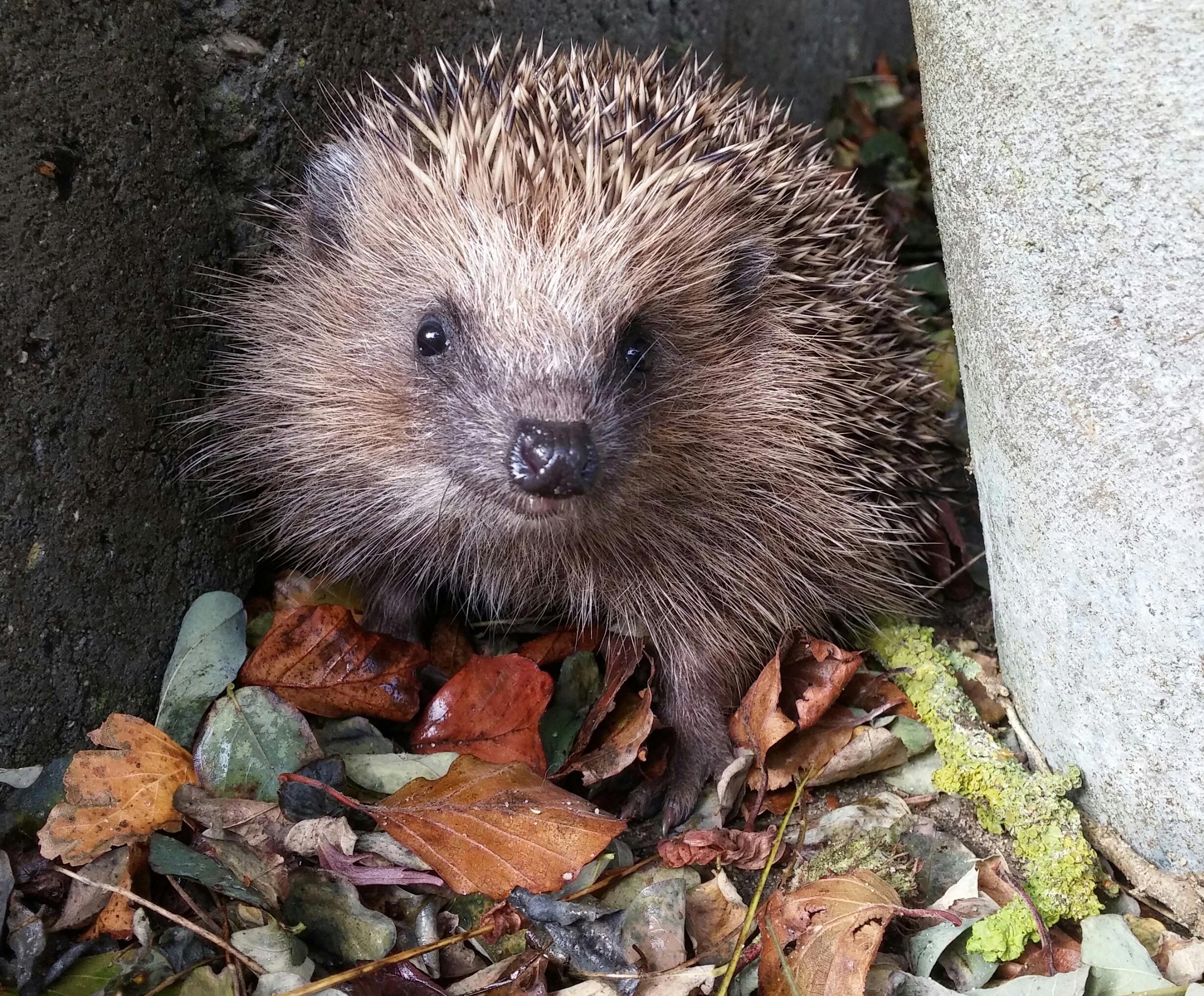 European hedgehog. Credit: Tine Reinholt Jensen