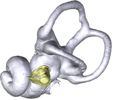 Hedgehog model showing ear bones. Credit: Rasmussen et al. 2026
