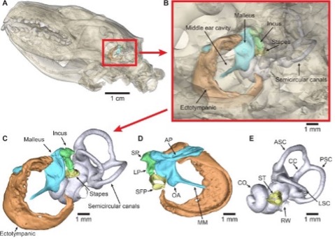 European hedgehog ear anatomy. Credit: Rasmussen et al. 2026